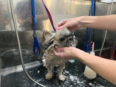 Cão tomando banho
