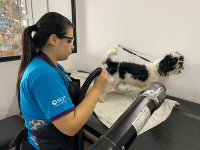 Profissional secando o pelo do cão