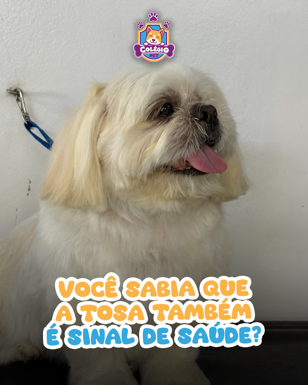 Cão tosado e enfeitado no banho e tosa