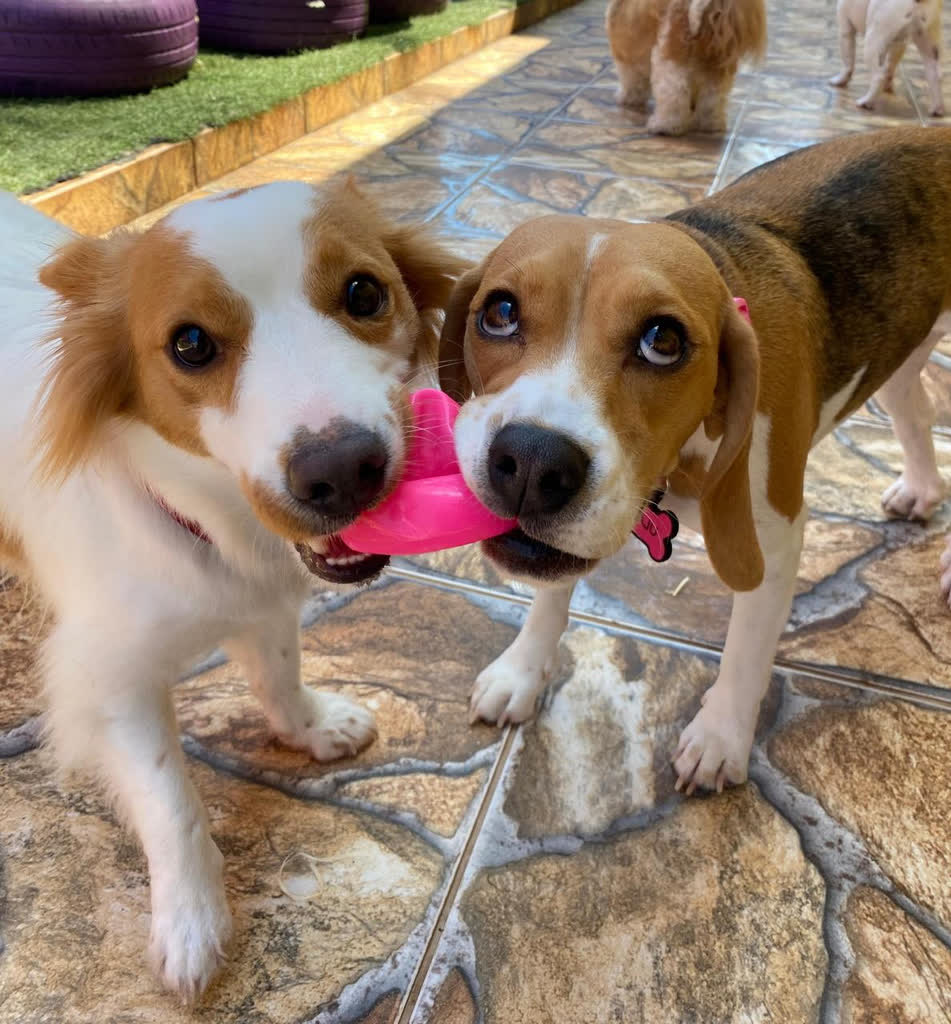Dois cães brincando com um brinquedo no Colégio Pet