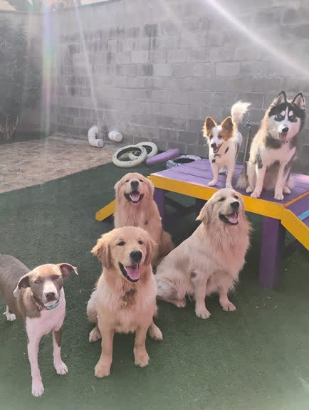 Três golden retrievers no quintal do Colégio Pet
