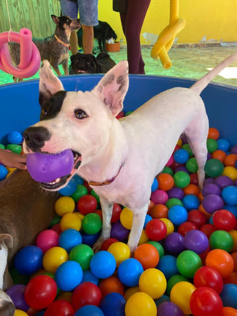 Cão brincando na piscina de bolinhas