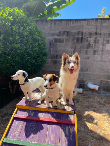 Dois buldogues franceses felizes