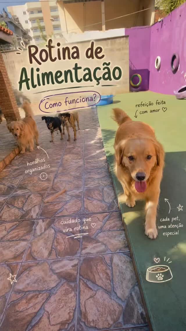 Cão esperando a refeição no Colégio Pet