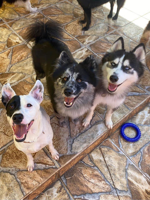Cães brincando juntos no quintal do Colégio Pet