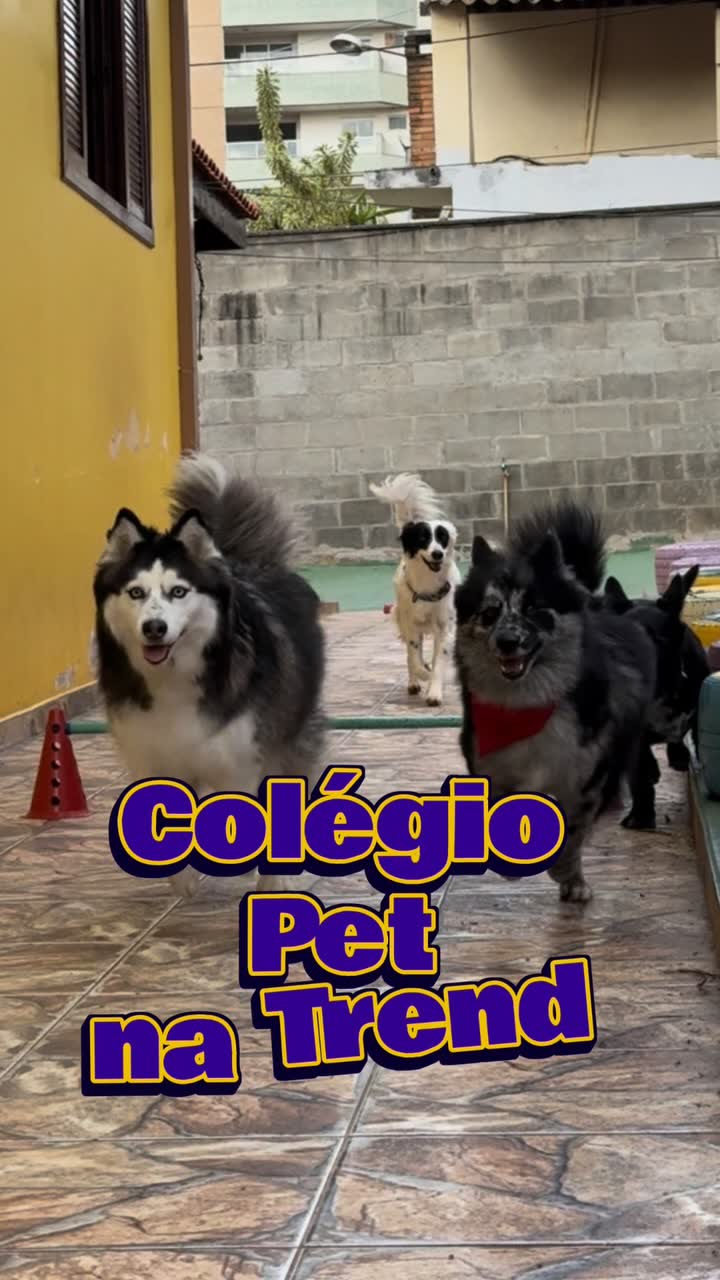 Cães correndo pelo quintal do Colégio Pet